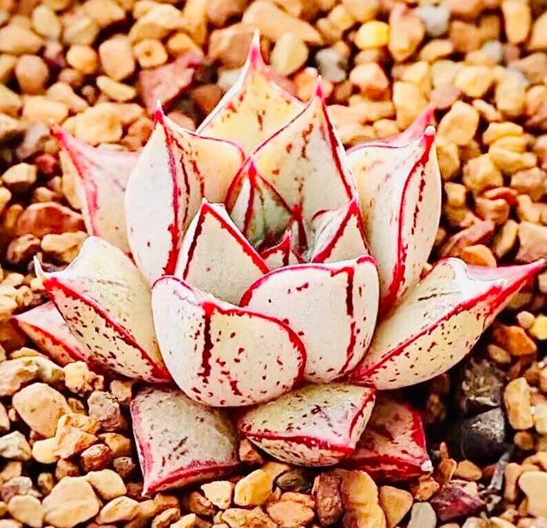 This is Echeveria purpusorum f. white. The common name for this is Purple Echeveria. Whimsy and Wonder Seeds sells the freshest of rare plant seeds. Check this Purple Echeveria (Echeveria purpusorum f. white) out along with all of  our other succulent plant seeds here at Whimsy and Wonder Seeds. We ship these succulent plants  seeds from Canada to anywhere in the World.
