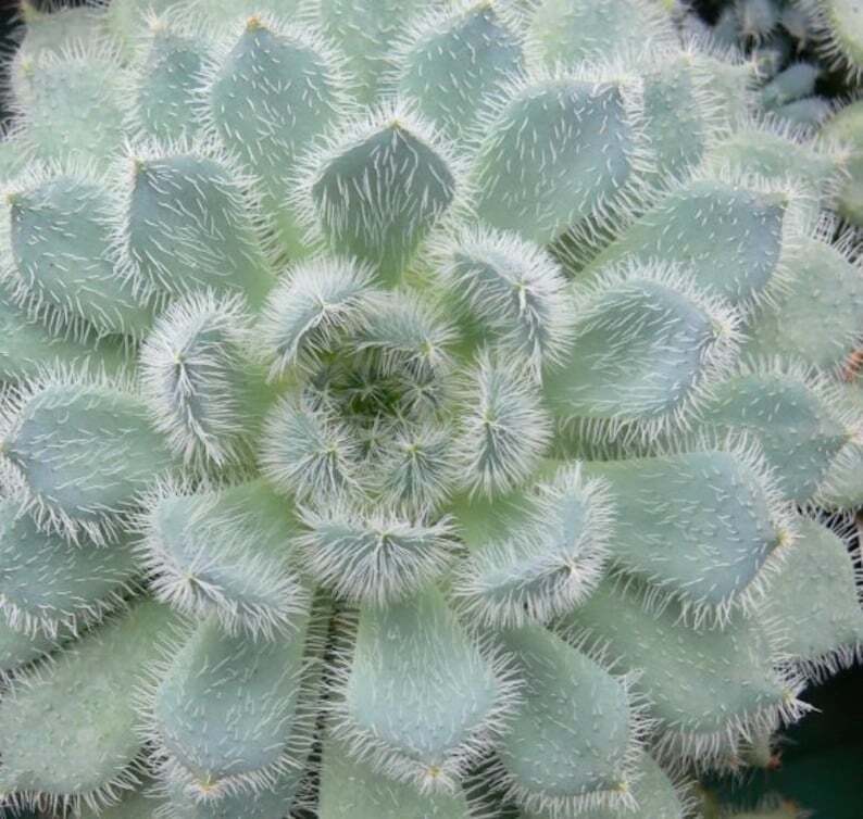 Echeveria setosa f. minor