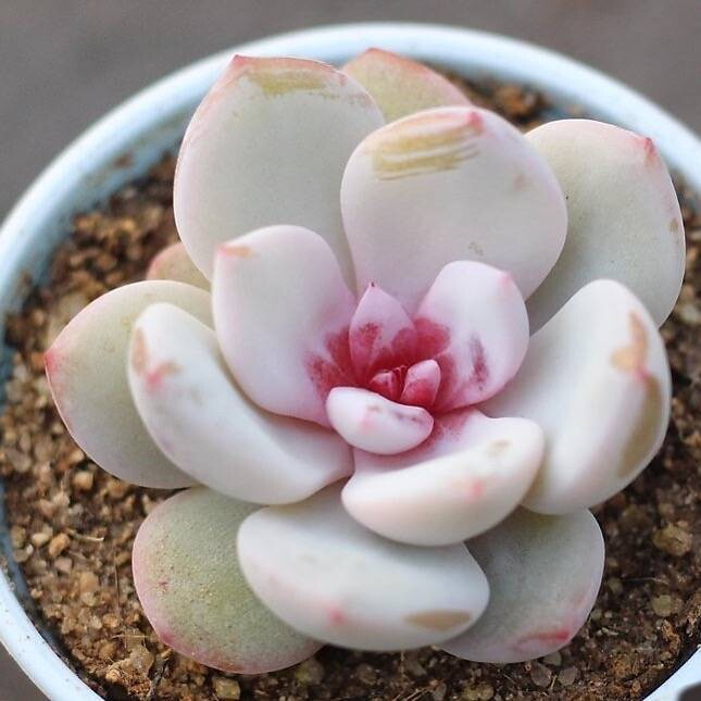 This is Echeveria Trumso. The common name for this is Trumso Echeveria. Whimsy and Wonder Seeds sells the freshest of rare plant seeds. Other Common names for this rare succulent plant are: Trumso Echeveria: Blue hens and chicks, stonecrop, rosette succulent. Check this Trumso Echeveria (Echeveria Trumso) out along with all of  our other succulent plant seeds here at Whimsy and Wonder Seeds. We ship these succulent plants  seeds from Canada to anywhere in the World.

