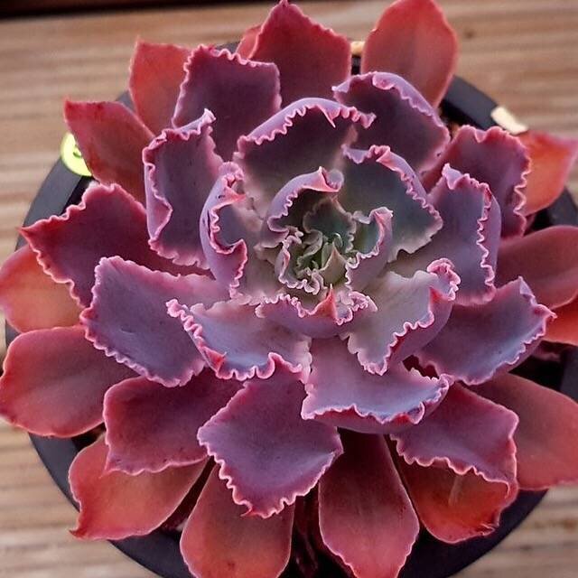 This is Echeveria shaviana. The common name for this is Pink Frills Echeveria / Mexican Hens. Whimsy and Wonder Seeds sells the freshest of rare plant seeds. Other Common names for this rare succulent plant are: Pink Frills Echeveria / Mexican Hens: Pink frills echeveria, Mexican hens, Mexican snowball. Check this Pink Frills Echeveria / Mexican Hens (Echeveria shaviana) out along with all of  our other succulent plant seeds here at Whimsy and Wonder Seeds. We ship these succulent plants  seeds from Canada to anywhere in the World.
