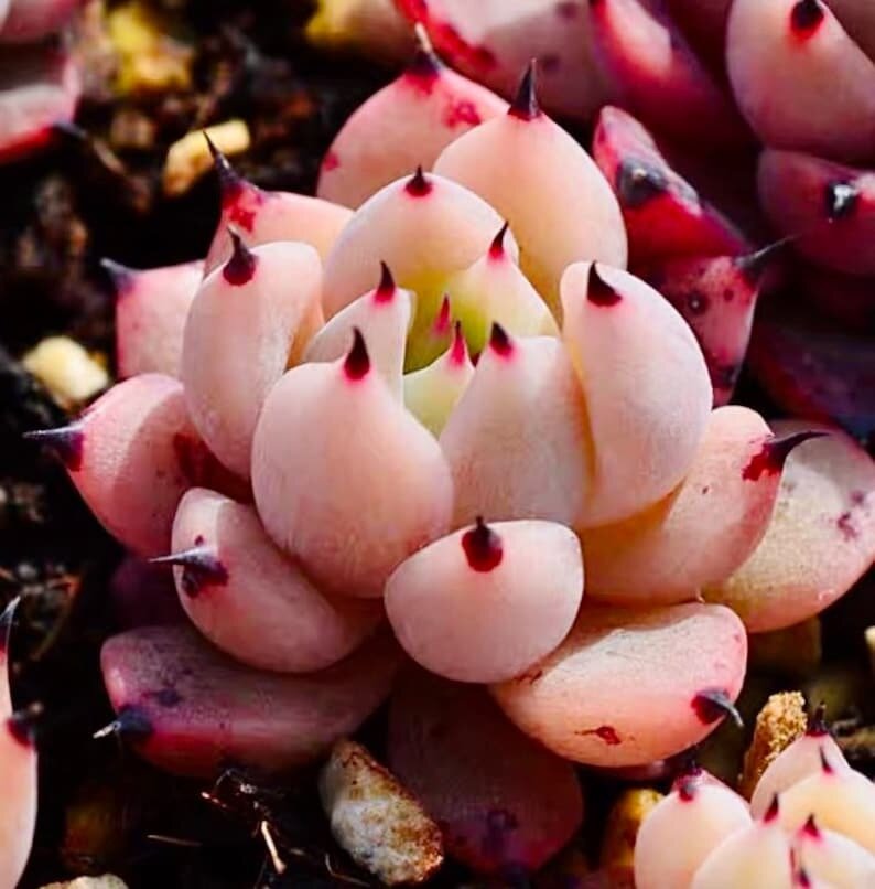 This is Echeveria &#39;Blood Romeo X Echeveria cuspidata &#39;zaragozae&#39;. The common name for this is Blood Tipped Echeveria. Whimsy and Wonder Seeds sells the freshest of rare plant seeds. Other Common names for this rare succulent plant are: Blood Tipped Echeveria, Red Edge Echeveria, Echeveria gibbiflora. Check this Blood Tipped Echeveria (Echeveria &#39;Blood Romeo X Echeveria cuspidata &#39;zaragozae&#39;) out along with all of  our other succulent plant seeds here at Whimsy and Wonder Seeds. We ship these succulent plants  seeds from Canada to anywhere in the World.
