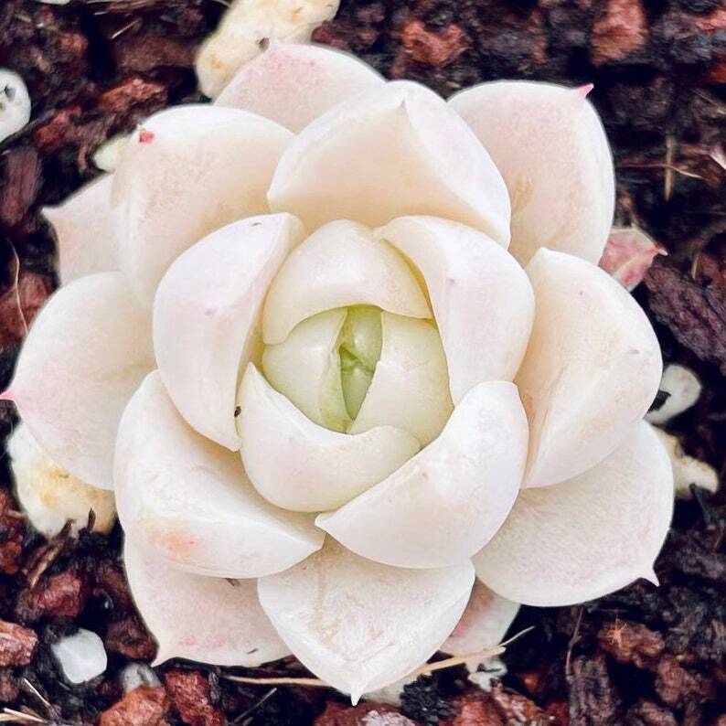 Echeveria Colorata Tapalpa X Alba