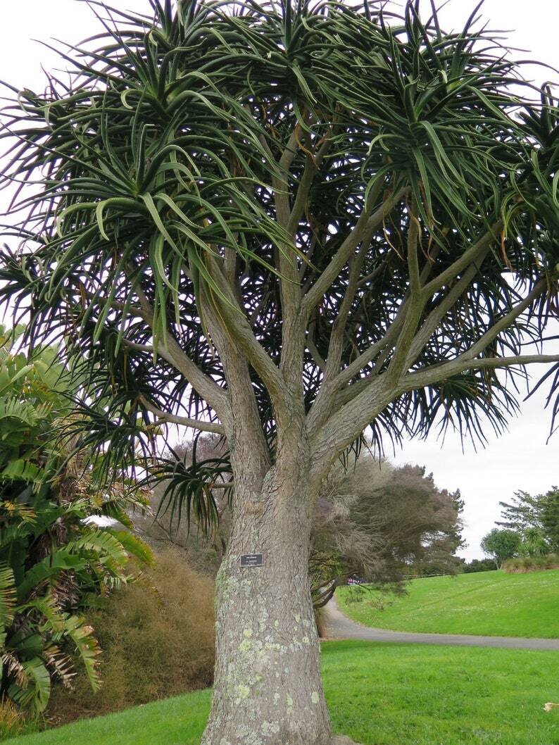 This is Aloe barberae / Aloidendron barberae. The common name for this is Tree Aloe. Whimsy and Wonder Seeds sells the freshest of rare plant seeds. Other Common names for this rare succulent plant are: Tree Aloe: Aloe bainesii, zebra aloe, tree houseleek. Check this Tree Aloe (Aloe barberae / Aloidendron barberae) out along with all of  our other succulent plant seeds here at Whimsy and Wonder Seeds. We ship these succulent plants  seeds from Canada to anywhere in the World.
