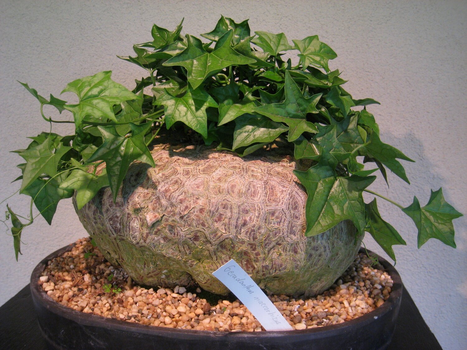 This is Gerrardanthus macrorhizus. The common name for this is Bigfoot Vine. Whimsy and Wonder Seeds sells the freshest of rare plant seeds. Other Common names for this rare succulent plant are: Bigfoot Vine, Heartleaf Philodendron, Sweetheart Plant. Check this Bigfoot Vine (Gerrardanthus macrorhizus) out along with all of  our other succulent plant seeds here at Whimsy and Wonder Seeds. We ship these succulent plants  seeds from Canada to anywhere in the World.
