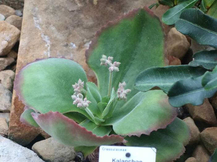 This is Kalanchoe tetraphylla .The common name for this is Scalloped Flapjack Paddle Plant. Whimsy and Wonder Seeds sells the freshest of rare plant seeds. Other Common names for this rare succulent plant are: Scalloped Flapjack Paddle Plant: Red pancake plant, Kalanchoe thyrsiflora &#39;Red&#39;. Check this Scalloped Flapjack Paddle Plant (Kalanchoe tetraphylla ) out along with all of  our other succulent plant seeds here at Whimsy and Wonder Seeds. We ship these succulent plants  seeds from Canada to anywhere in the World.
