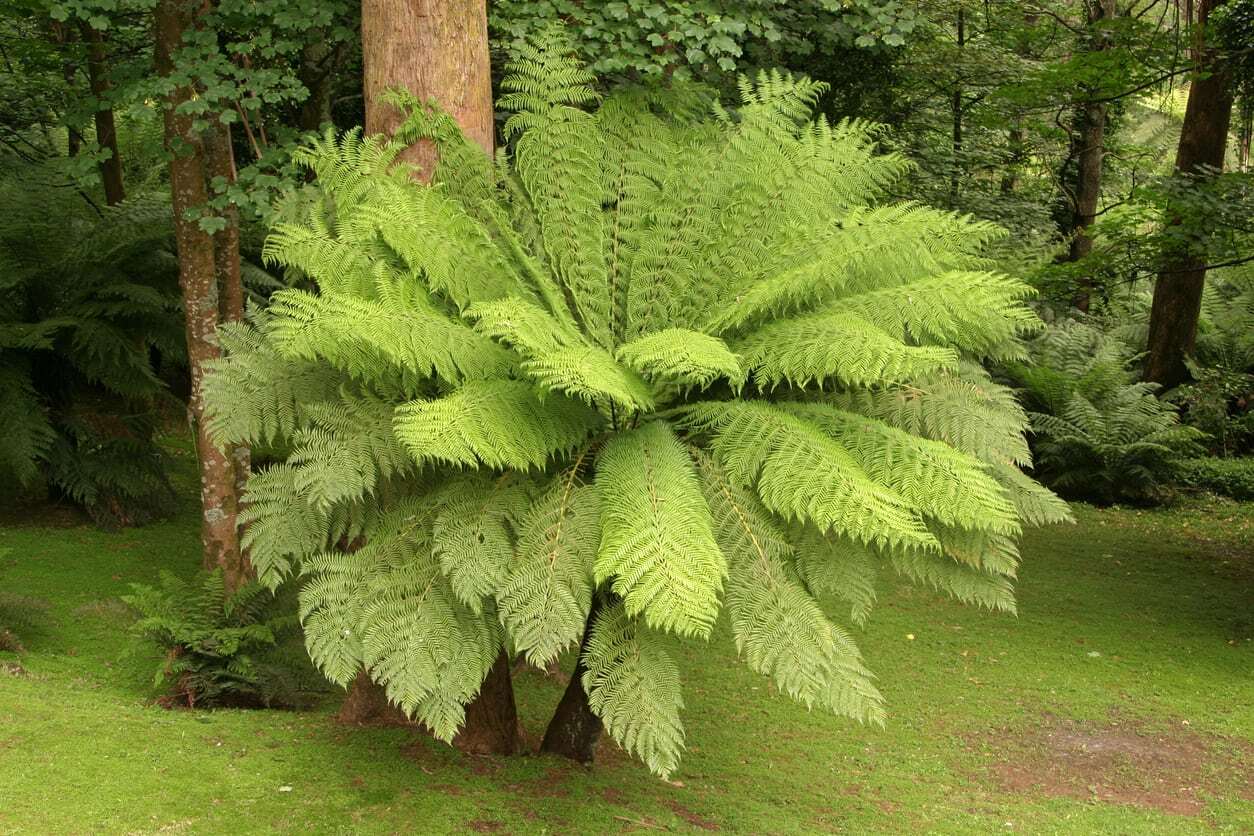 Blechnum auratum