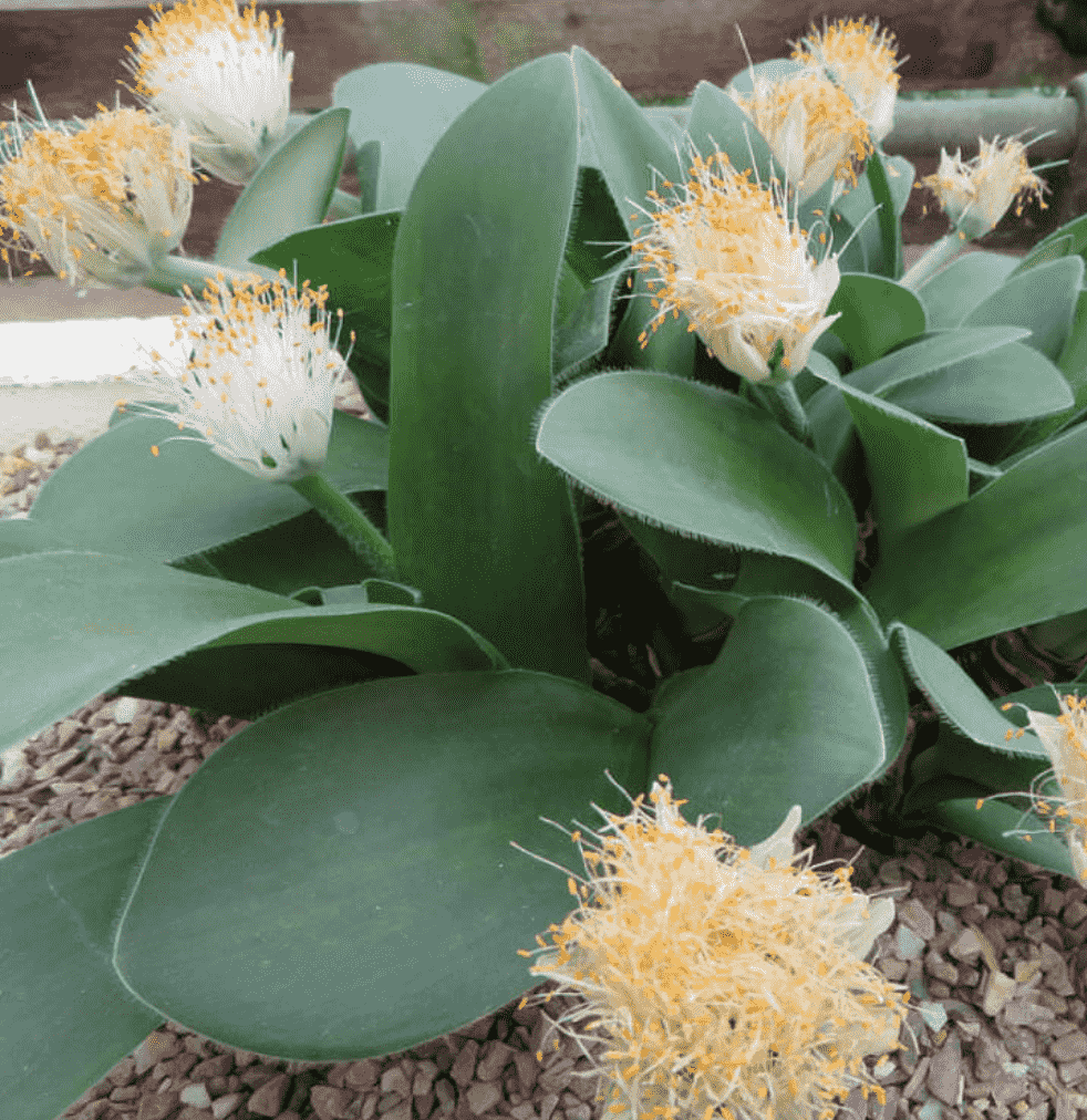 This is Haemanthus albiflos . The common name for this is Paintbrush Flower. Whimsy and Wonder Seeds sells the freshest of rare seeds. Other Common names for this rare plant species are: Paintbrush Flower: Indian Paintbrush, Scarlet Paintbrush, Prairie Fire, Prairie Torch, Texas Paintbrush. Check this Paintbrush Flower (Haemanthus albiflos ) out along with all of our other rare  and exotics plant seeds here at Whimsy and Wonder Seeds. We ship these rare seeds from Canada to anywhere in the World.