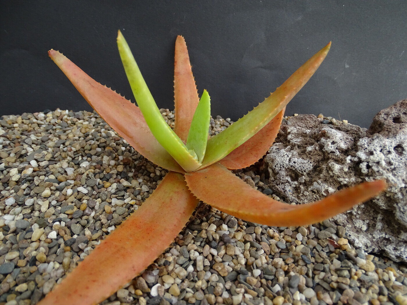 This is Aloe richaudii /  Aloe erinacea. The common name for this is Richaudii Aloe. Whimsy and Wonder Seeds sells the freshest of rare plant seeds. Other Common names for this rare succulent plant are: Richaudii Aloe: Red Aloe, Pink Aloe. Check this Richaudii Aloe (Aloe richaudii /  Aloe erinacea) out along with all of  our other succulent plant seeds here at Whimsy and Wonder Seeds. We ship these succulent plants  seeds from Canada to anywhere in the World.
