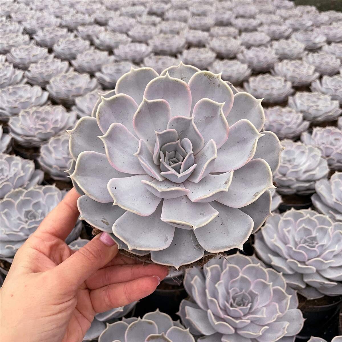 This is Echeveria lilacina. The common name for this is Ghost  Echeveria. Whimsy and Wonder Seeds sells the freshest of rare plant seeds. Other Common names for this rare succulent plant are: Echeveria lilacina: Ghost Echeveria, Hens and Chicks, Mexican Snowball, White Mexican Rose, White Echeveria, Plush Plant, Hen and Chicks. Check this Ghost  Echeveria (Echeveria lilacina) out along with all of  our other succulent plant seeds here at Whimsy and Wonder Seeds. We ship these succulent plants  seeds from Canada to anywhere in the World.
