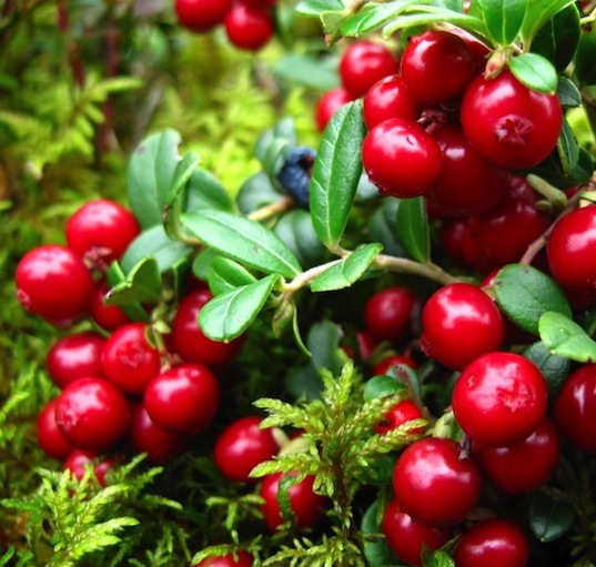 Vaccinium parvifolium