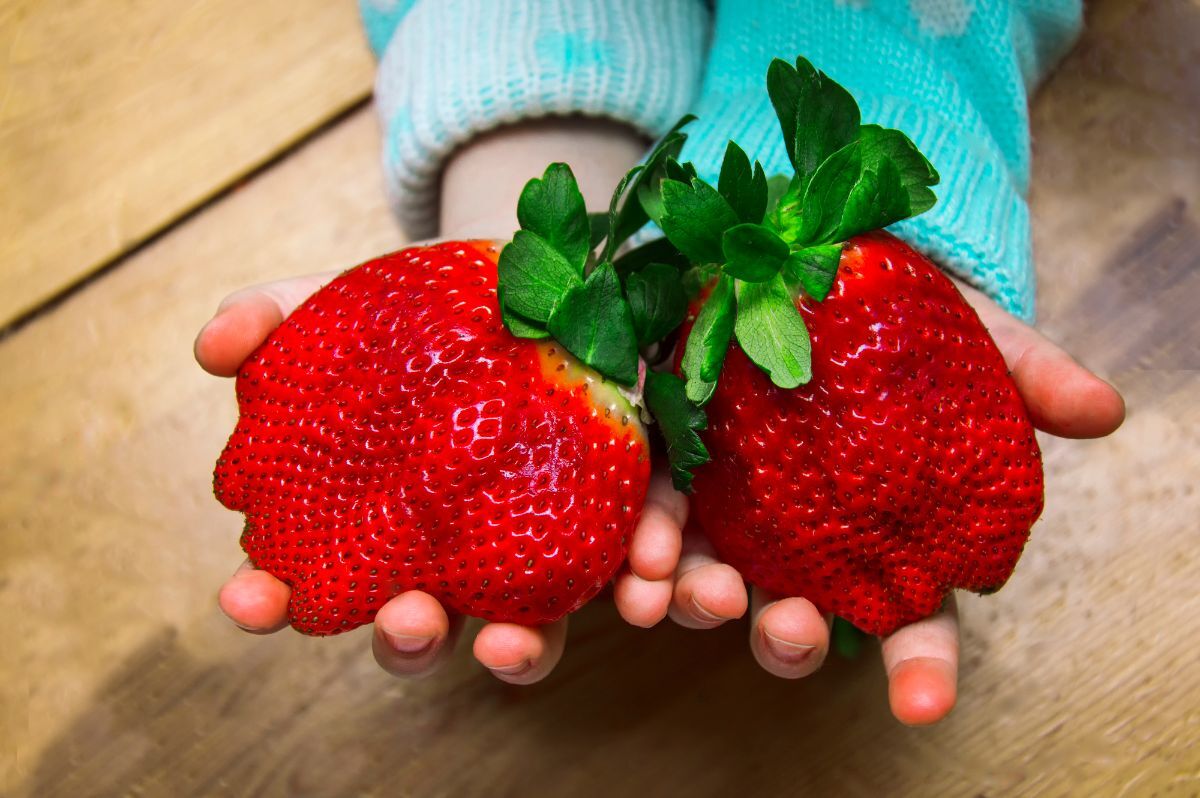 Fragaria x ananassa