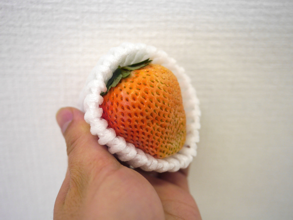 Fragaria sp.