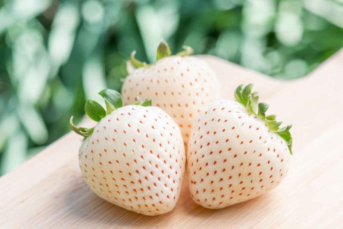 Japanese White Jewel Strawberry Rare Plant Seeds Whimsy and
