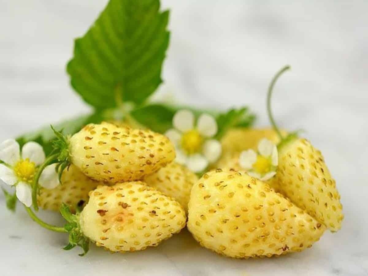 This is Fragaria vesca. The common name for this is Yellow Wonder Strawberry. Whimsy and Wonder Seeds sells the freshest of rare fruit seeds. Other Common names for this exotic fruit species are: Sweetheart Alpine Strawberry: Wild Strawberry, Woodland Strawberry, Fraises des Bois, Alpine Strawberries. Check this Yellow Wonder Strawberry (Fragaria vesca) out along with all of our other Rare  and Exotic Fruit plant seeds here at Whimsy and Wonder Seeds. We ship these exotic fruit plants seeds  from Canada to anywhere in the World.