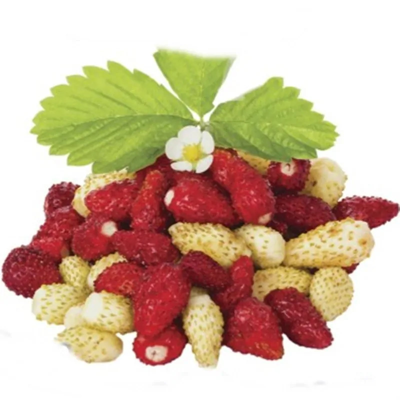 Fragaria vesca