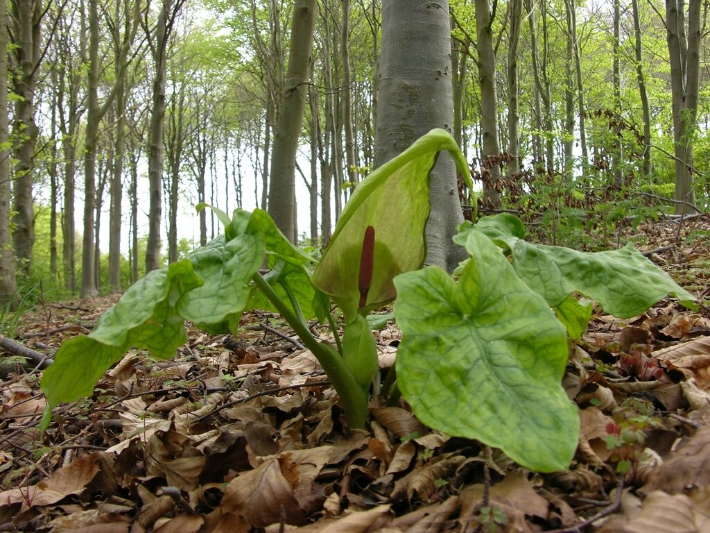 This is Arum maculatum. The common name for this is Cuckoopint (Lords and Ladies). Whimsy and Wonder Seeds sells the freshest of rare seeds. Other Common names for this rare plant species are: Cuckoopint - Lords and Ladies, Wild Arum, Jack-in-the-Pulpit. Check this Cuckoopint (Lords and Ladies) (Arum maculatum) out along with all of our other rare  and exotics plant seeds here at Whimsy and Wonder Seeds. We ship these rare seeds from Canada to anywhere in the World.