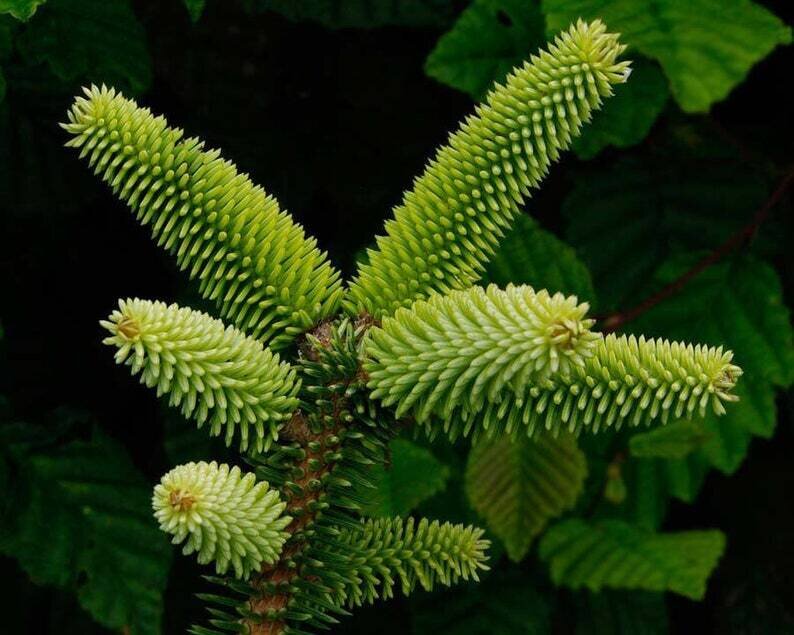 This is Abies pinsapo. The common name for this is Spanish Fir. Whimsy and Wonder Seeds sells the freshest of rare seeds. Other Common names for this rare plant species are: Spanish Fir: Abies pinsapo, Spanish Pine, Pinsapo Pine, Iberian Fir. Check this Spanish Fir (Abies pinsapo) out along with all of our other rare  and exotics plant seeds here at Whimsy and Wonder Seeds. We ship these rare seeds from Canada to anywhere in the World.
