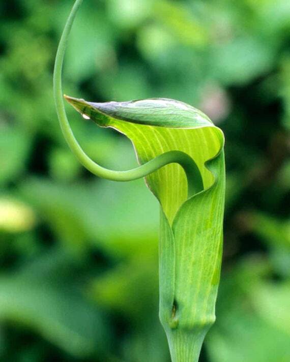 Arisaema tortuosum