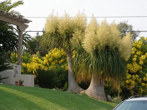 This is Beaucarnea guatemalensis. The common name for this is Red Guatamala Ponytail. Whimsy and Wonder Seeds sells the freshest of rare seeds. Other Common names for this rare plant species are: Red Guatamala Ponytail - Beaucarnea recurvata, Ponytail Palm, Elephant&#39;s Foot. Check this Red Guatamala Ponytail (Beaucarnea guatemalensis) out along with all of our other rare  and exotics plant seeds here at Whimsy and Wonder Seeds. We ship these rare seeds from Canada to anywhere in the World.