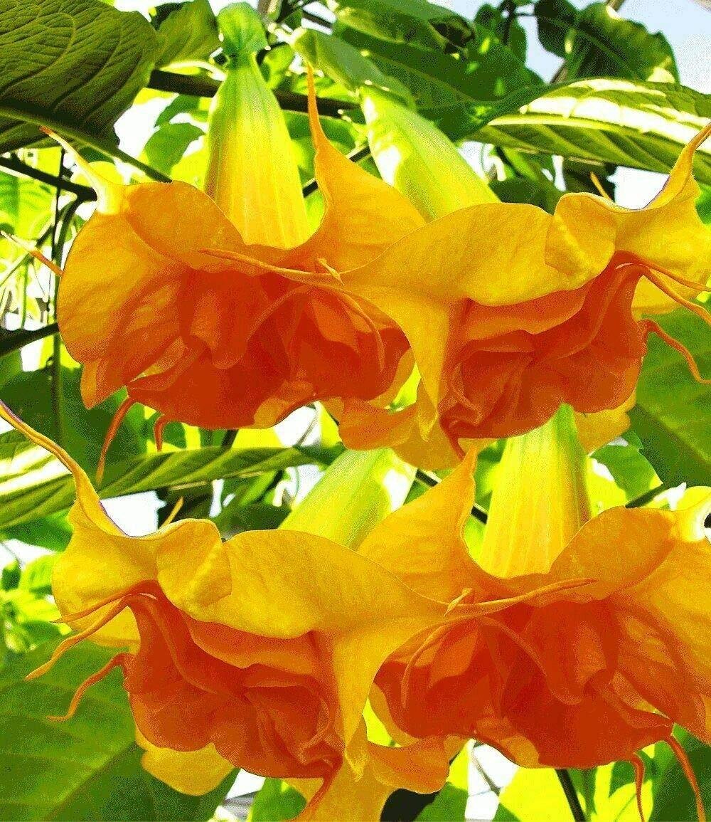 Orange Angel's Trumpet This is Brugmansia suaveolens var. orange. The common name for this is Orange Angel's Trumpet. Whimsy and Wonder Seeds sells the freshest of rare seeds. Other Common names for this rare plant species are: Orange Angel's Trumpet - Angel's Trumpet, Brugmansia suaveolens var. orange. Check this Orange Angel's Trumpet (Brugmansia suaveolens var. orange) out along with all of our other rare and exotics plant seeds here at Whimsy and Wonder Seeds. We ship these rare seeds from Canada to anywhere in the World.