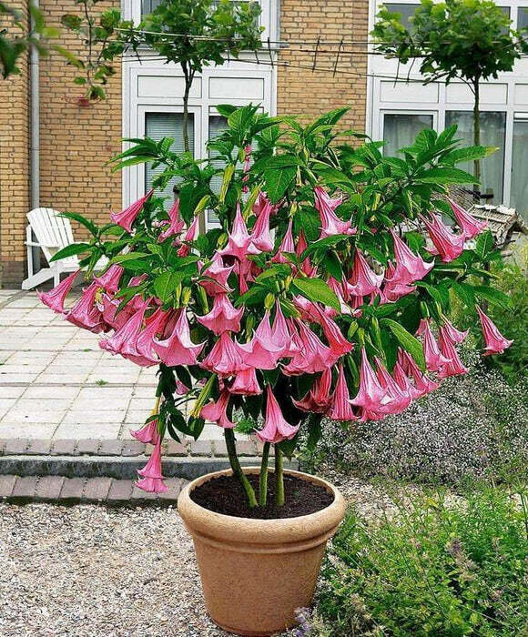 Double Fragrant Pink Angel's Trumpet This is Brugmansia suaveolens var. pink. The common name for this is Double Fragrant Pink Angel's Trumpet. Whimsy and Wonder Seeds sells the freshest of rare seeds. Other Common names for this rare plant species are: Double Fragrant Pink Angel's Trumpet: Double Datura, Angel's Tears, Devil's Trumpet. Check this Double Fragrant Pink Angel's Trumpet (Brugmansia suaveolens var. pink) out along with all of our other rare and exotics plant seeds here at Whimsy and Wonder Seeds. We ship these rare seeds from Canada to anywhere in the World.