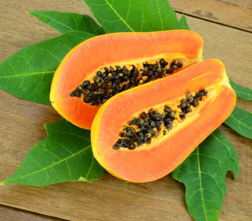 Carica papaya