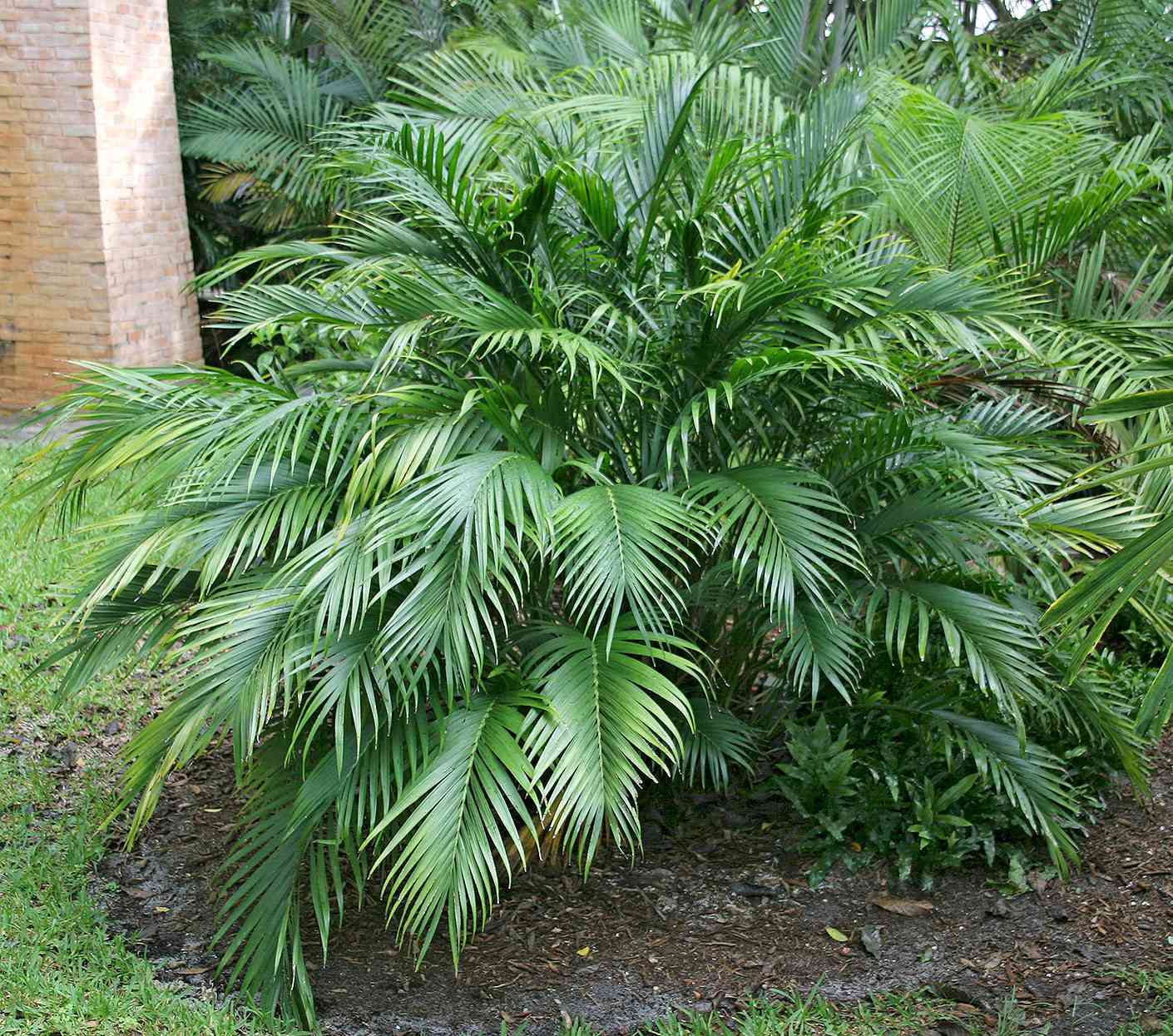 Chamaedorea seifrizii