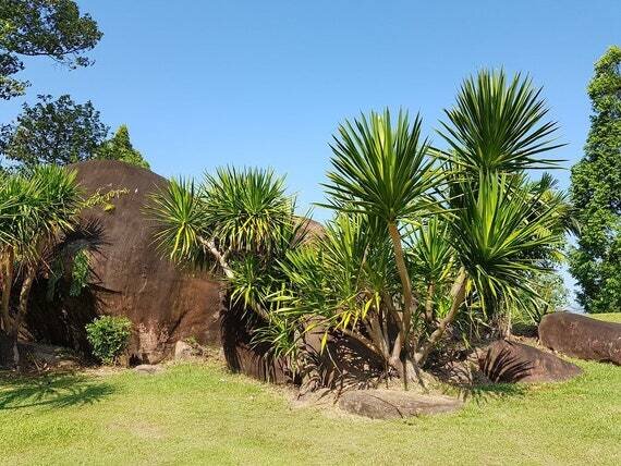 This is Dracaena cochinchinensis. The common name for this is Thai Dragon Tree. Whimsy and Wonder Seeds sells the freshest of rare seeds. Other Common names for this rare plant species are: Thai Dragon Tree: Lucky Bamboo, Dracaena Marginata, Madagascar Dragon Tree, Red-Edged Dracaena. Check this Thai Dragon Tree  (Dracaena cochinchinensis) out along with all of our other rare  and exotics plant seeds here at Whimsy and Wonder Seeds. We ship these rare seeds from Canada to anywhere in the World.