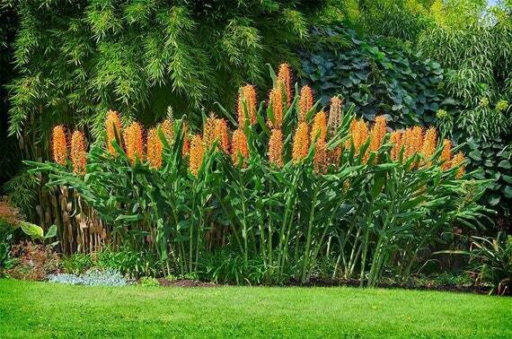 Kahila Ginger (Garland Lily) This is Hedychium gardnerianum. The common name for this is Kahila Ginger (Garland Lily). Whimsy and Wonder Seeds sells the freshest of rare seeds. Other Common names for this rare plant species are: Kahila Ginger (Garland Lily): Hedychium Gardnerianum, Kahili Ginger. Check this Kahila Ginger (Garland Lily) (Hedychium gardnerianum) out along with all of our other rare and exotics plant seeds here at Whimsy and Wonder Seeds. We ship these rare seeds from Canada to anywhere in the World.