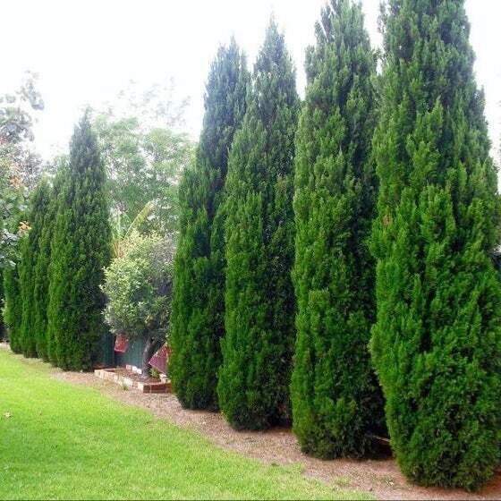 This is Juniperus chinensis. The common name for this is Chinese Juniper. Whimsy and Wonder Seeds sells the freshest of rare seeds. Other Common names for this rare plant species are: Chinese Juniper: Juniperus chinensis, Eastern Red Cedar, Blue Point Juniper. Check this Chinese Juniper (Juniperus chinensis&gt;) out along with all of our other rare  and exotics plant seeds here at Whimsy and Wonder Seeds. We ship these rare seeds from Canada to anywhere in the World.