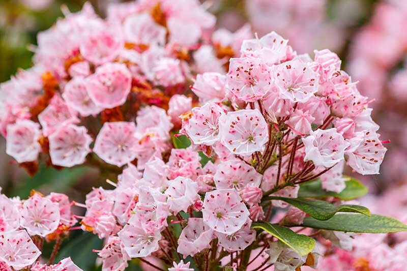 Kalmia latifolia