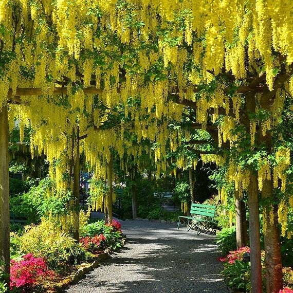 Laburnum anagyroides