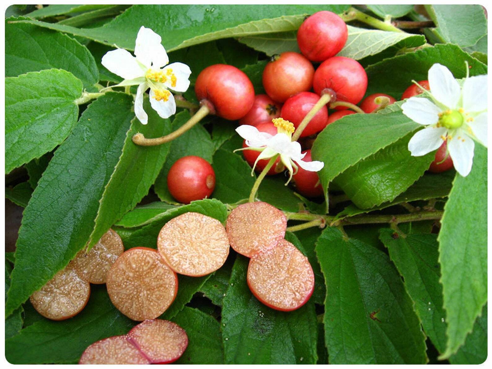 Muntingia calabura
