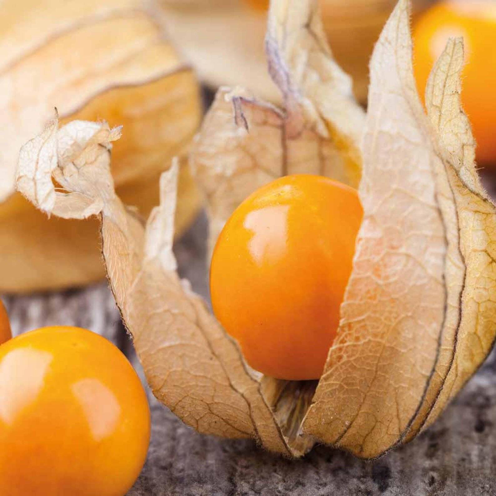 Physalis peruviana 'Colombia Select'