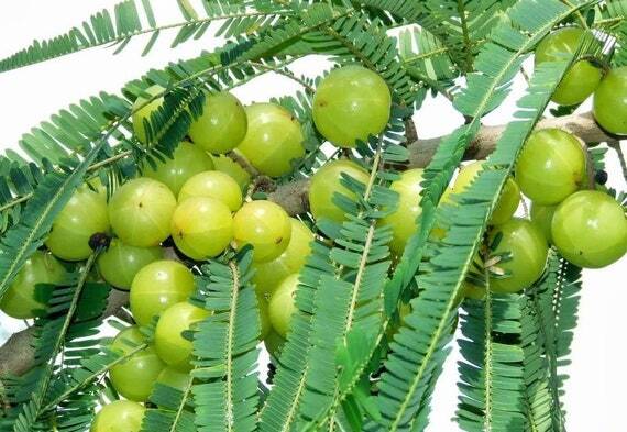 Phyllanthus emblica