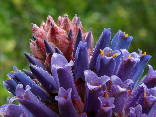 This is Puya venusta. The common name for this is Chagualillo Bromeliad. Whimsy and Wonder Seeds sells the freshest of rare plant seeds. Other Common names for this rare bromeliad species are: Chagualillo Bromeliad: Pitcairnia flammea, Fireball Bromeliad, Puya raimondii. Check this Chagualillo Bromeliad (Puya venusta) out along with all of our other Bromeliad plant seeds here at Whimsy and Wonder Seeds. We ship these Bromeliad plants seeds from Canada to anywhere in the World