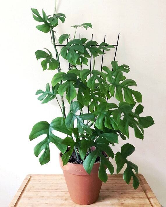 This is Rhaphidophora tetrasperma. The common name for this is Mini Monstera. Whimsy and Wonder Seeds sells the freshest of rare seeds. Other Common names for this rare plant species are: Mini Monstera, Ginny Philodendron, Philodendron Ginny. Check this Mini Monstera  (Rhaphidophora tetrasperma) out along with all of our other rare  and exotics plant seeds here at Whimsy and Wonder Seeds. We ship these rare seeds from Canada to anywhere in the World.