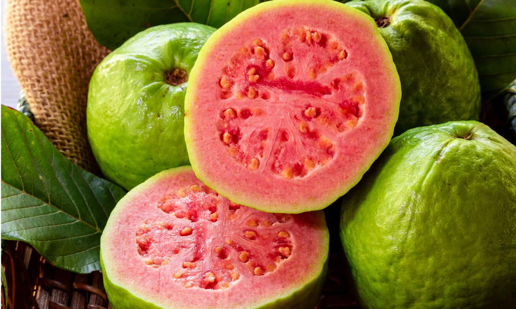 Psidium guajava