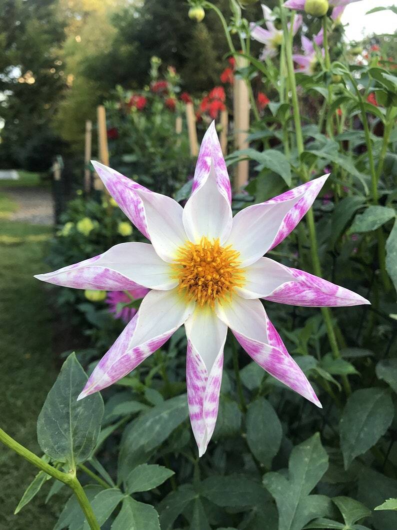 Dahlia pinnata