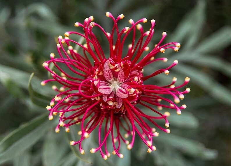 This is Grevillea sp. The common name for this is Red Spider Flower. Whimsy and Wonder Seeds sells the freshest of rare seeds. Other Common names for this rare plant species are: Red Spider Flower: Scarlet spiderling, Crimson spiderwort. Check this Red Spider Flower (Grevillea sp.) out along with all of our other rare  and exotics plant seeds here at Whimsy and Wonder Seeds. We ship these rare seeds from Canada to anywhere in the World.
