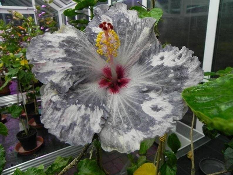 Hibiscus sp
