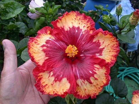 This is Hibiscus sp. The common name for this is Tropical Hibiscus Hybrid 2. Whimsy and Wonder Seeds sells the freshest of rare seeds. Other Common names for this rare plant species are: Tropical Hibiscus Hybrid 1: Chinese hibiscus, rose of China, shoe flower. Check this Tropical Hibiscus Hybrid 2 (Hibiscus sp) out along with all of our other rare  and exotics plant seeds here at Whimsy and Wonder Seeds. We ship these rare seeds from Canada to anywhere in the World.