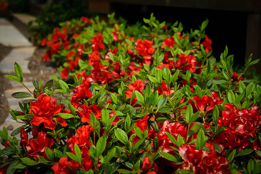 Rhododendron