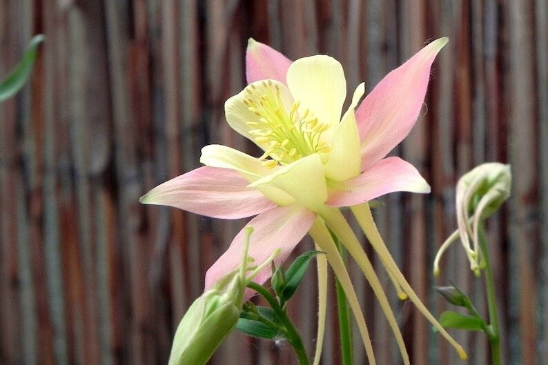 Aquilegia vulgaris