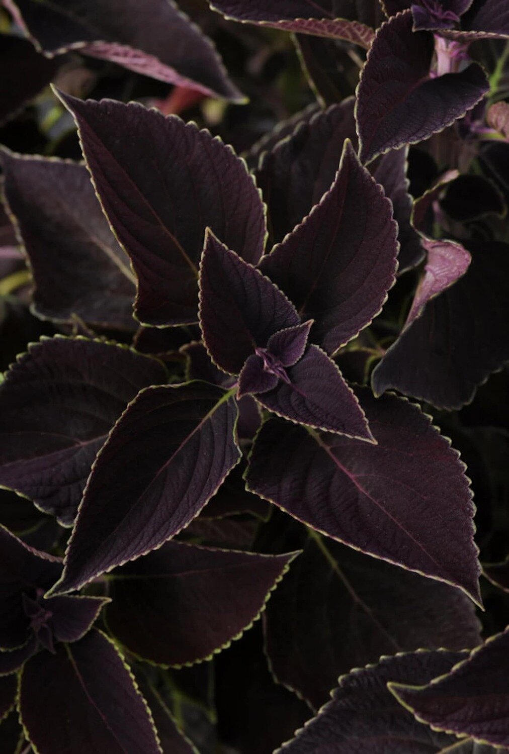 This is Coleus scutellarioides. The common name for this is Royal Elegance Coleus &quot;Burgandy Vino&quot;. Whimsy and Wonder Seeds sells the freshest of rare seeds. Other Common names for this rare plant species are: Royal Elegance Coleus &quot;Burgundy Vino&quot;: Burgundy wine coleus, Royal burgundy coleus. Check this Royal Elegance Coleus &quot;Burgandy Vino&quot;  (Coleus scutellarioides) out along with all of our other rare  and exotics plant seeds here at Whimsy and Wonder Seeds. We ship these rare seeds from Canada to anywhere in the World.