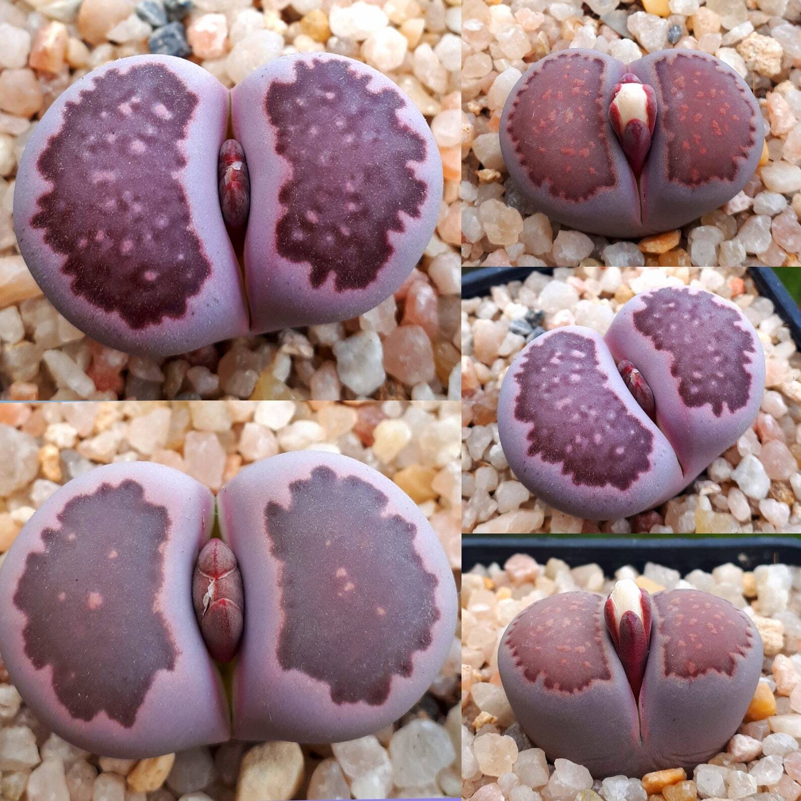Lithops salicola "Sato's violet"