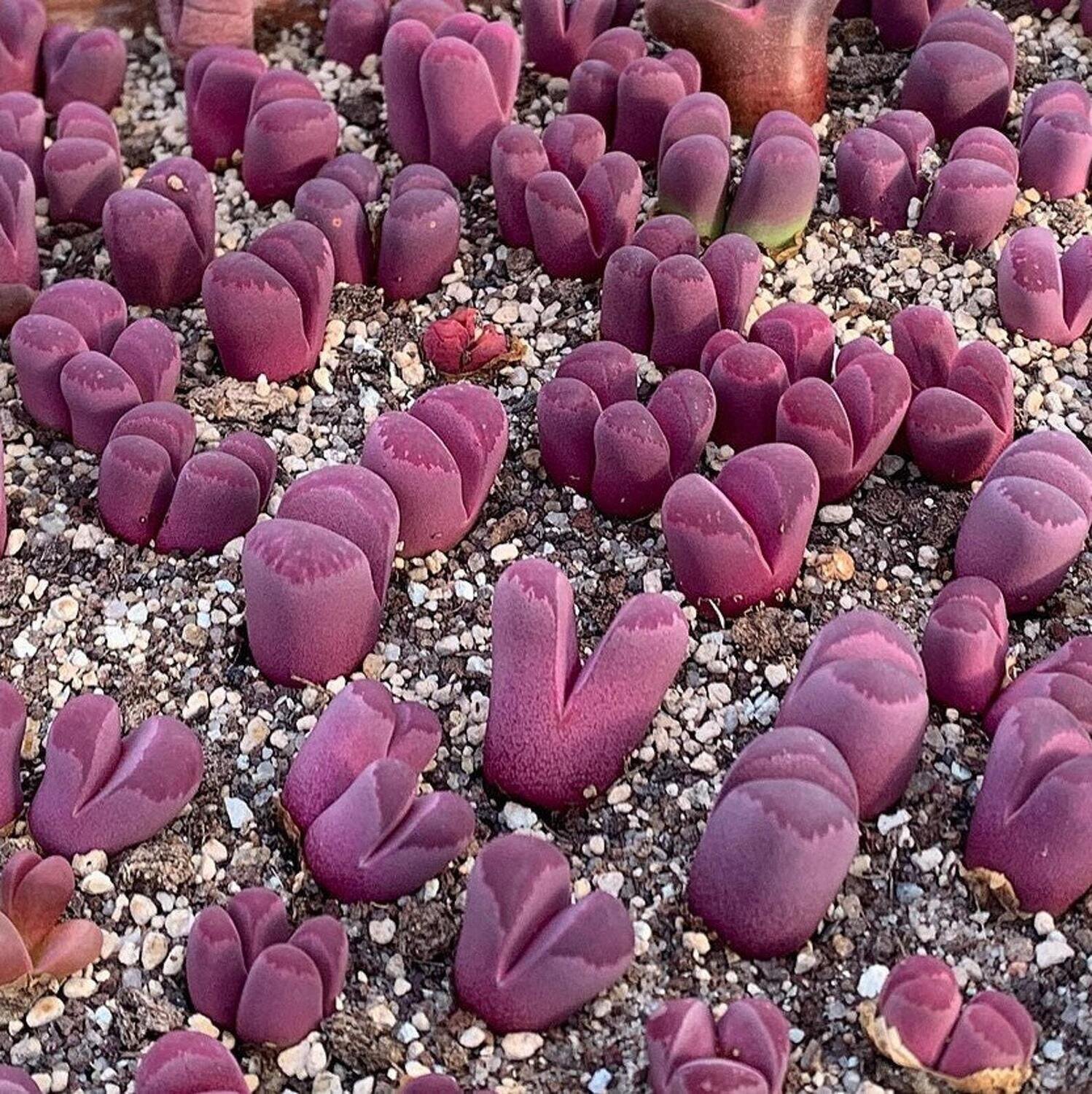 This is Lithops optica &#39;rubra&#39;. The common name for this is Ruby Lithops. Whimsy and Wonder Seeds sells the freshest of rare plant seeds. Other Common names for this rare succulent plant are:Ruby Lithops: Ruby stone plant, Living stone. Check this Ruby Lithops  (Lithops optica &#39;rubra&#39;) out along with all of  our other succulent plant seeds here at Whimsy and Wonder Seeds. We ship these succulent plants  seeds from Canada to anywhere in the World.
