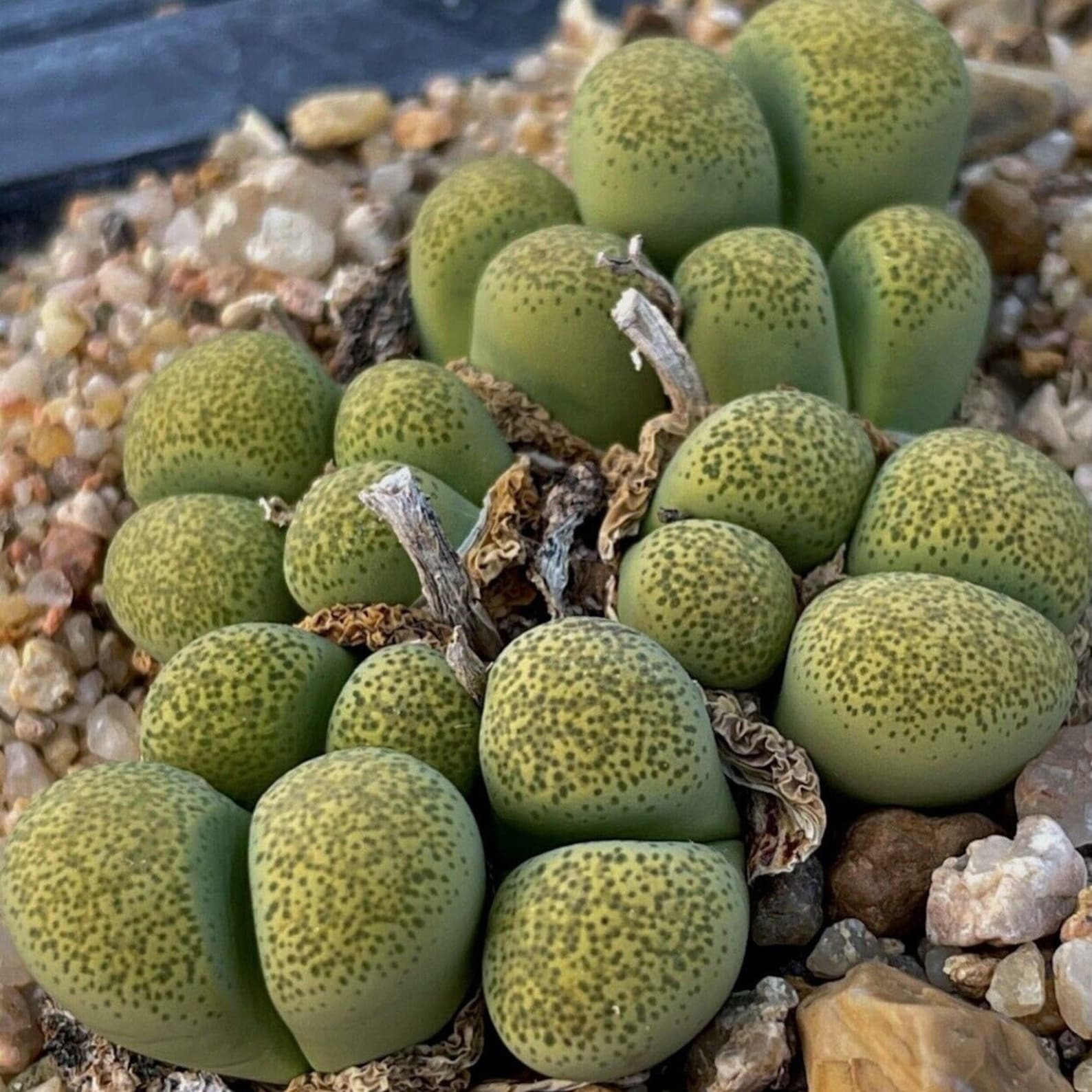 Lithops terricolor "Speckled Gold"