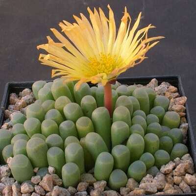 Fenestraria aurantiaca / Fenestraria rhopalophylla