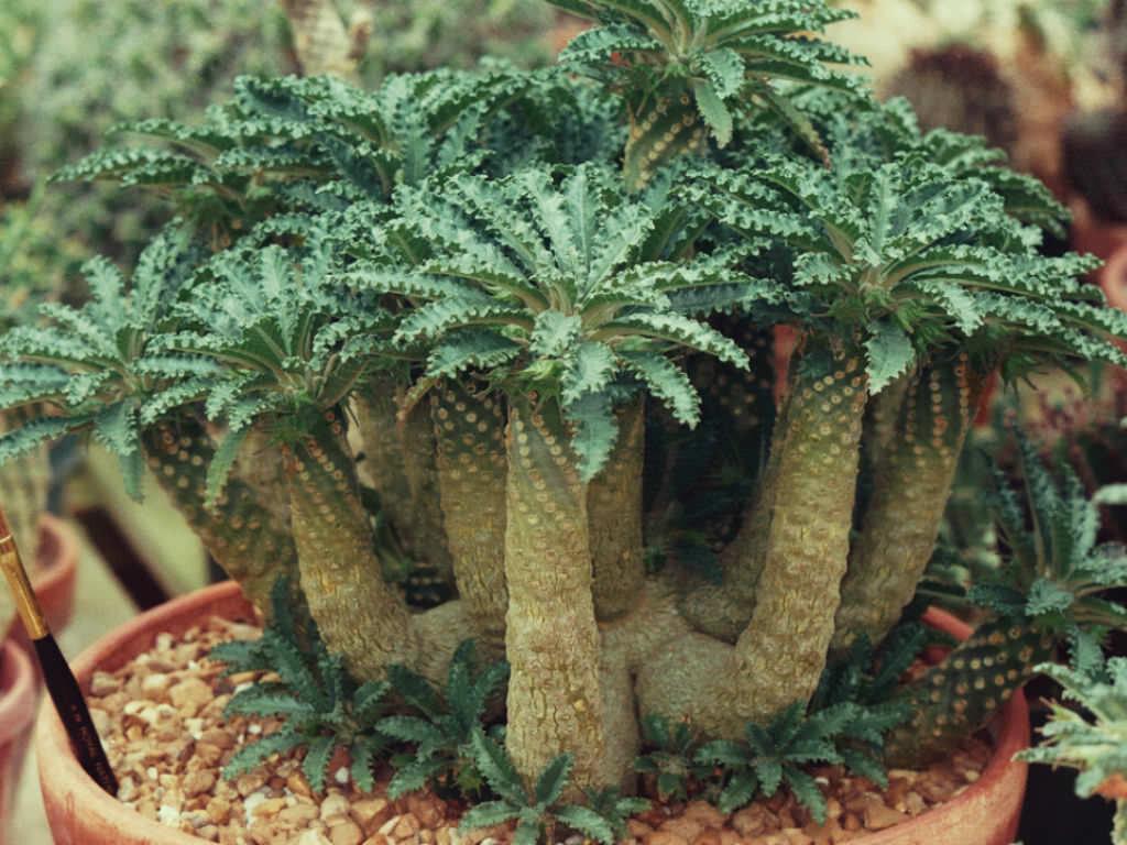 This is Dorstenia lavrani. The common name for this is Tabia George Dorstenia. Whimsy and Wonder Seeds sells the freshest of rare plant seeds. Other Common names for this rare succulent plant are: Tabia George Dorstenia: George&#39;s Tabia, Dorstenia Georgei, African Medusa, Tabia Medusa. Check this Tabia George Dorstenia (Dorstenia lavrani) out along with all of  our other succulent plant seeds here at Whimsy and Wonder Seeds. We ship these succulent plants  seeds from Canada to anywhere in the World.
